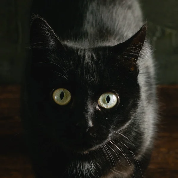 Black cat with yellow eyes on a dark background.
