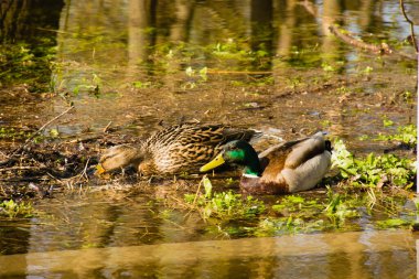 Baharda göl kenarındaki parkta vahşi ördekler. İki vahşi ördek, bir drake ve suda bir ördek.