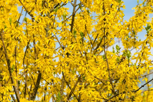 Wiosenne Tło Przestrzenią Kopiującą Żółte Kwiaty Krzewu Bliska — Zdjęcie stockowe