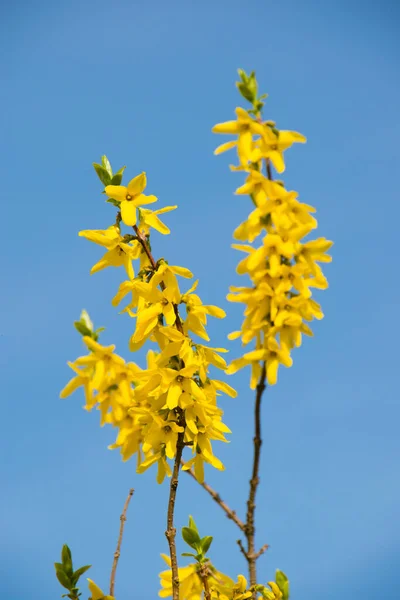 Våren Gul Forsythia Bakgrunden Den Blå Himlen — Stockfoto