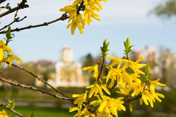 Våren Gul Forsythia Bakgrunden Blå Himmel Och Stadsbild — Stockfoto
