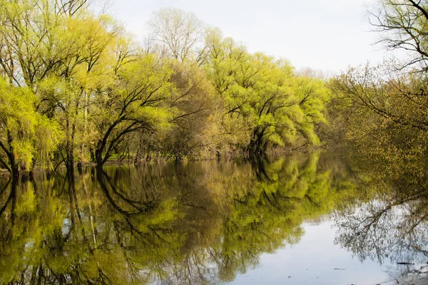 风景与水 春天的洪水淹没了乌克兰的一条河流 森林淹没在水中 — 图库照片