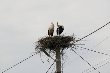 Gökyüzünün arka planında elektrik direğindeki leylekler.