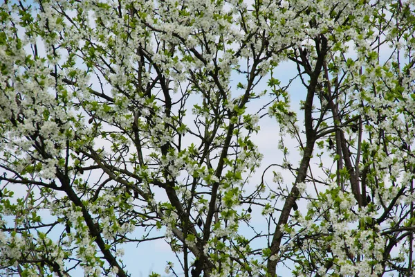 Cherry Tree Blooms Spring Abundantly Strewn Flowers Background Sky — Stock Photo, Image