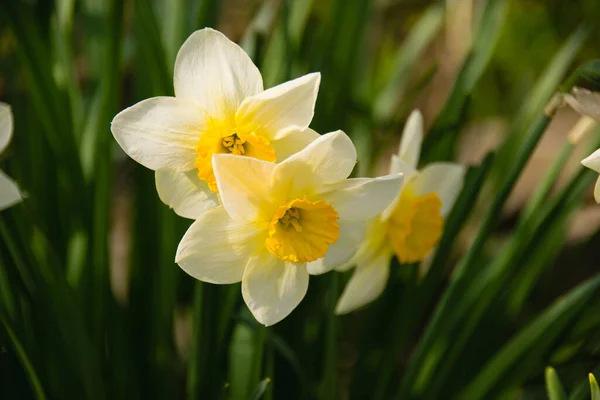 stock image Beautiful spring daffodil flowers in sunny weather.