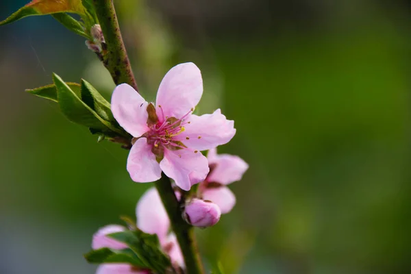 Wiosną Kwitną Brzoskwinie Perski Kwiat Zielonym Naturalnym Tle — Zdjęcie stockowe