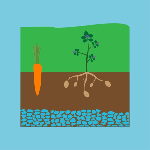 Морковь Картофель Почве — стоковый вектор