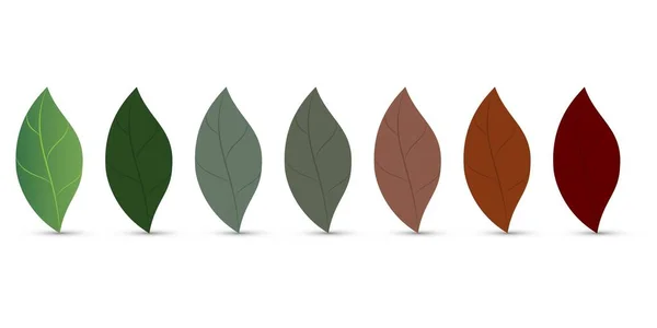 Seven Leaves Different Colors — Stock Vector
