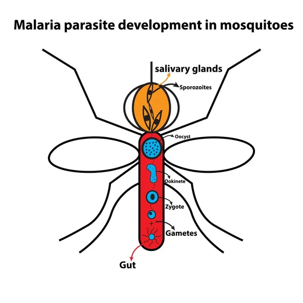 Desarrollo Del Parásito Malaria Mosquitos — Vector de stock
