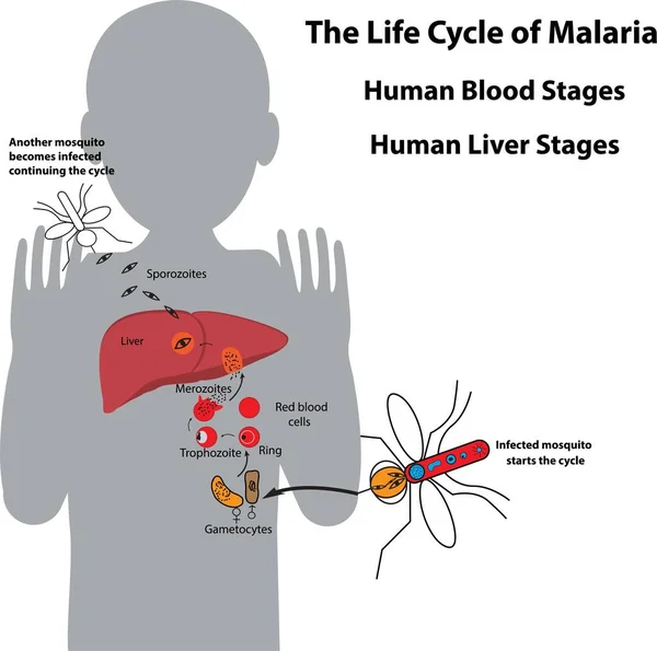 Ciclo Vida Del Parásito Malaria Etapas Sangre Humana Etapas Del — Vector de stock