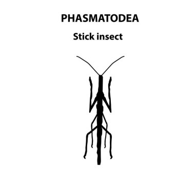 Bilimsel çalışmalar için Phasmatodea sopa çekirgesi