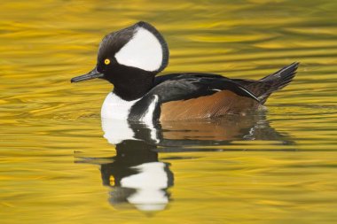 A fall photo of a beautiful male hooded merganser swims in the calm water and casts its reflection in Spokane, Washington. clipart