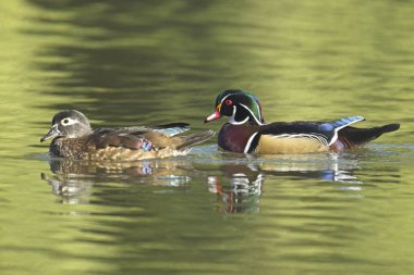Güzel bir tahta ördek çifti Spokane, Washington 'daki sakin gölet suyunda yüzüyor..