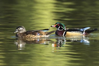 Güzel bir tahta ördek çifti Spokane, Washington 'daki sakin gölet suyunda yüzüyor..