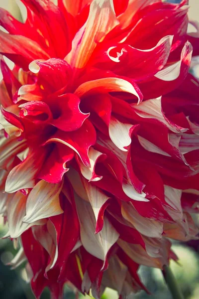 Una Foto Cerca Una Flor Dalhia Roja Amarilla Clara Manito —  Fotos de Stock