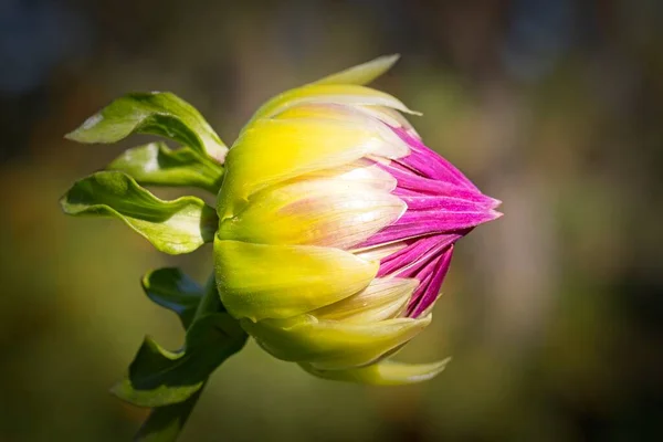 Der Geschlossene Kopf Einer Rosa Weißen Dalhia Blume Manito Park — Stockfoto
