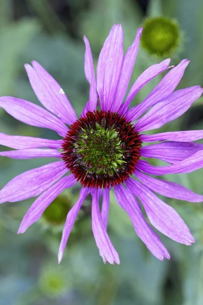 Top View Pink Echinacea Flower Also Called Coneflower Manito Park — Stock Photo, Image