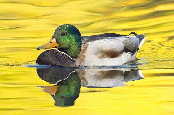 Anatra Reale Nuota Uno Stagno Calmo Con Riflesso Giallo Dagli — Foto Stock