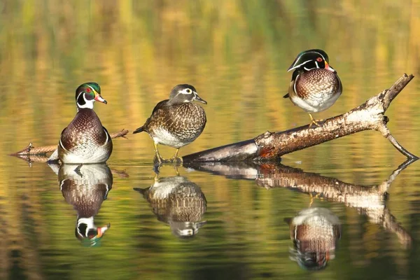 Three Wood Ducks Female Two Males Perched Log Jutting Out — Stock Photo, Image