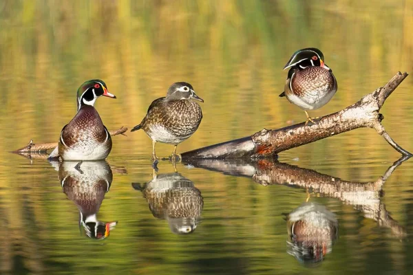 Three Wood Ducks Female Two Males Perched Log Jutting Out — Stock Photo, Image
