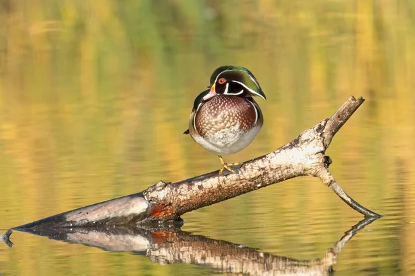 Male Wood Duck Perched One Foot Branch Sticking Out Calm — Stock Photo, Image