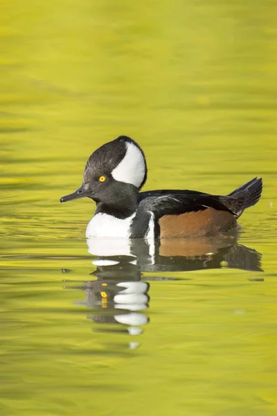 Fall Photo Beautiful Male Hooded Merganser Swims Calm Water Casts — Stock Photo, Image