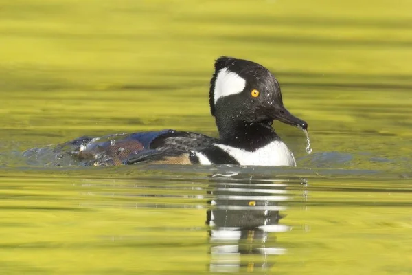 A hooded merganser is dripping wet from just diving for food in the pond in Spokane, Washington.