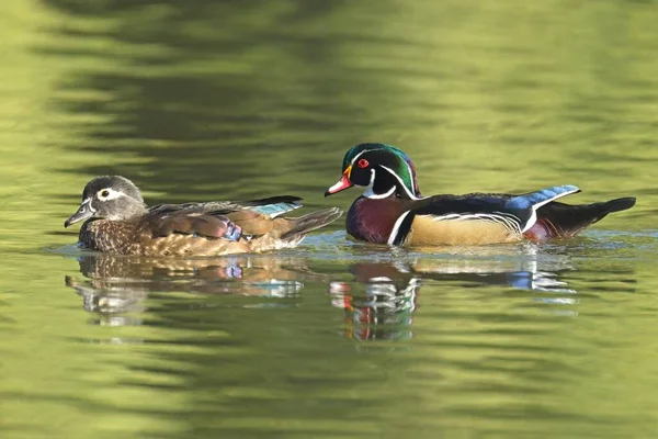 Pretty Wood Duck Couple Swims Calm Pond Water Spokane Washington — Stock Photo, Image