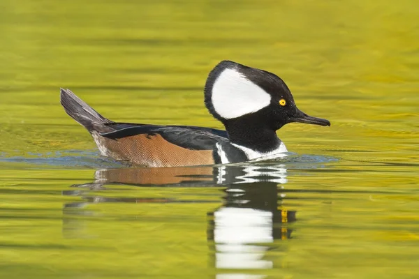 Fall Photo Beautiful Male Hooded Merganser Swims Calm Water Casts — Stock Photo, Image