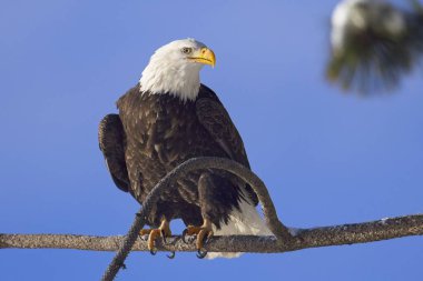 Kuzey Idaho 'da kışın mavi gökyüzüne karşı tünemiş büyük, kel bir kartal..