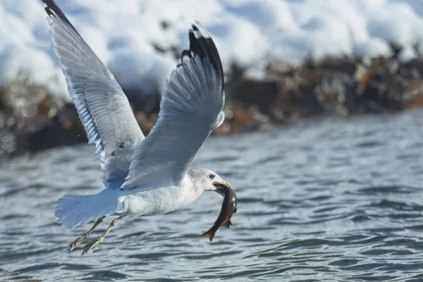 Seagull Takes Water Catching Fish Its Beak North Idaho — Stock Photo, Image