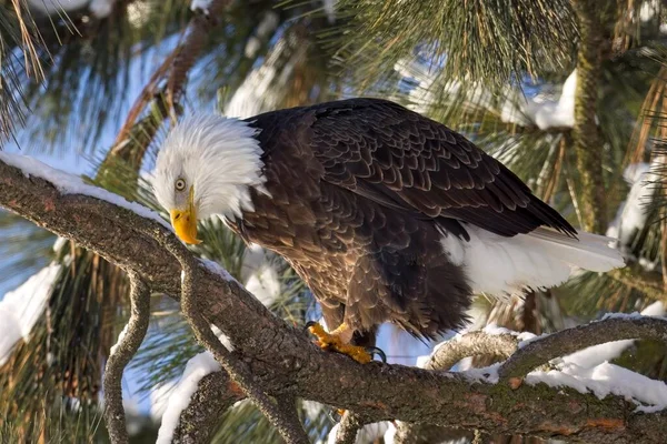 Large Bald Eagle Perched Branch Winter Looks Water North Idaho — Stock Photo, Image