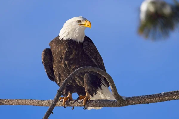 Vultur Adult Chel Este Cocoțat Ramură Așezată Cer Albastru Timpul — Fotografie, imagine de stoc