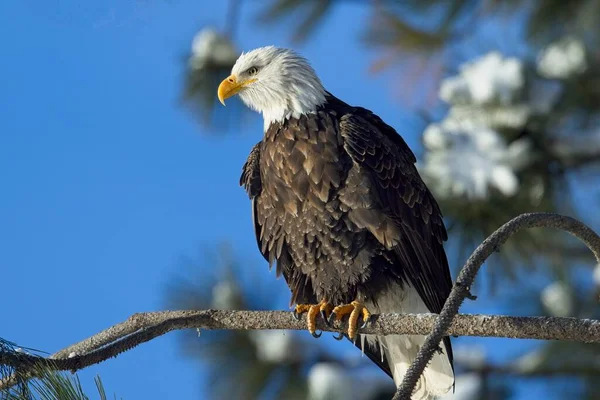 Gran Águila Calva Adulta Alza Sobre Una Rama Situada Contra —  Fotos de Stock