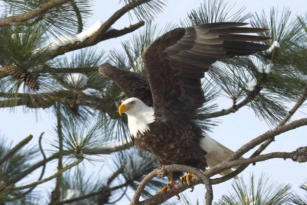 Águila Calva Americana Huye Una Rama Invierno Norte Idaho —  Fotos de Stock