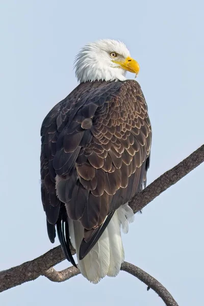 Close American Bald Eagle Perched Branch North Idaho — Stock Photo, Image