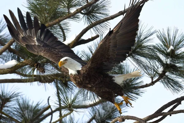 American Bald Eagle Takes Flight Branch Winter North Idaho — Stock Photo, Image