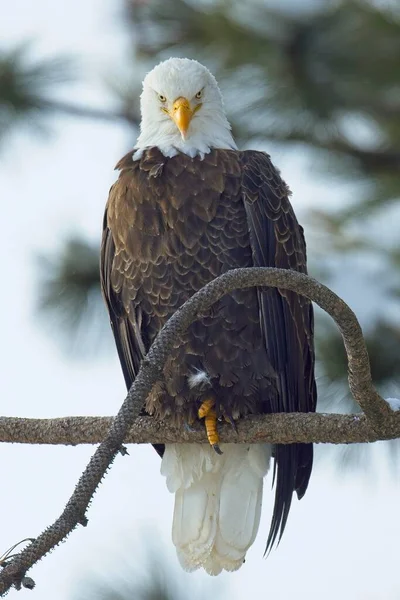 Close American Bald Eagle Perched Branch Looking Camera North Idaho — Stock Photo, Image