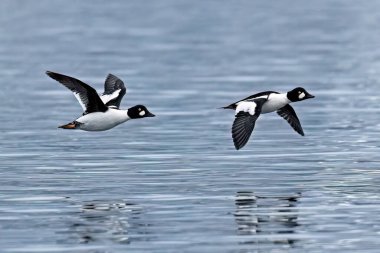 Two common goldeneye ducks fly low over he surface of the lake in north Idaho. clipart