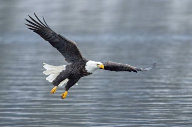 Görkemli bir kel kartal kuzey Idaho 'da kışın gökyüzünde alçaktan uçuyor..