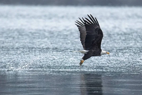 Majestätisk Flintörn Fångar Fisk Från Sjön Vinterns Utfodring Innan Flytten — Stockfoto