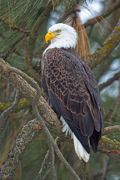 Uma Majestosa Águia Careca Adulta Está Empoleirada Galho Árvore Norte — Fotografia de Stock