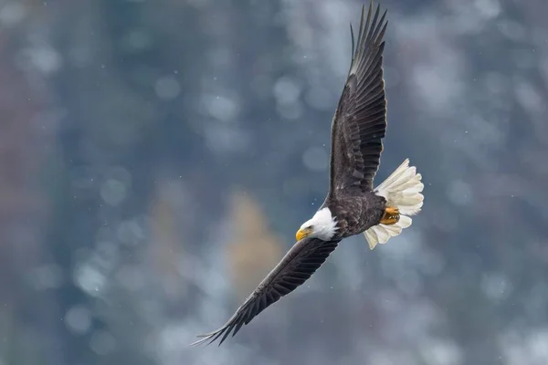 Majestuoso Águila Calva Vuela Bajo Cielo Invierno Norte Idaho —  Fotos de Stock