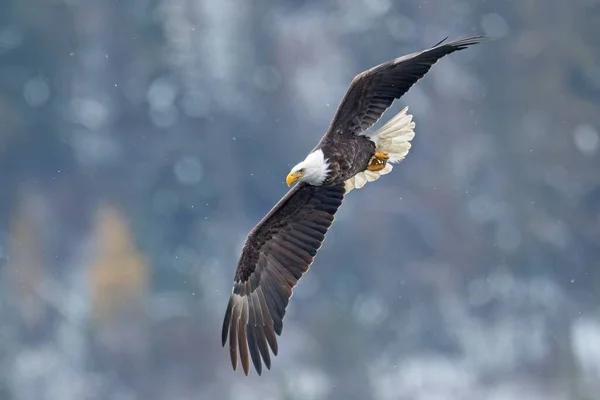 Ένας Μεγαλοπρεπής Φαλακρός Αετός Πετάει Χαμηλά Στον Ουρανό Χειμώνα Στο — Φωτογραφία Αρχείου