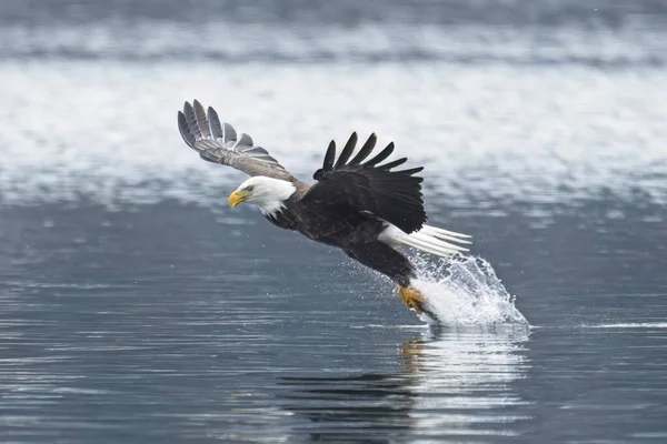 Una Maestosa Aquila Calva Cattura Pesce Dal Lago Durante Inverno — Foto Stock