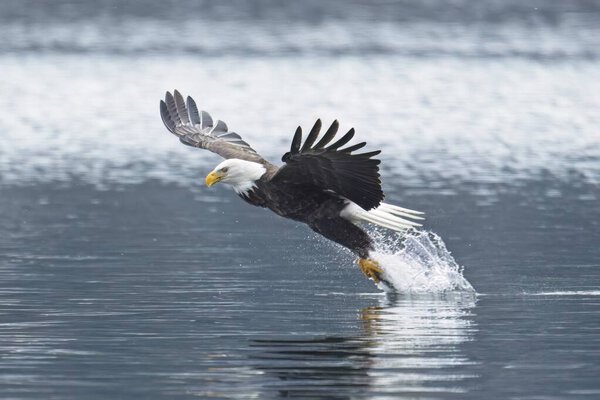 A majestic bald eagle catches a fish from the lake during winter feeding before migration in north Idaho.