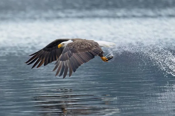 Majestuoso Águila Calva Captura Pez Del Lago Durante Alimentación Invierno — Foto de Stock