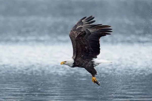 在爱达荷州北部迁移之前 一只威严的秃鹰在冬季喂食湖中捕获了一条鱼 — 图库照片