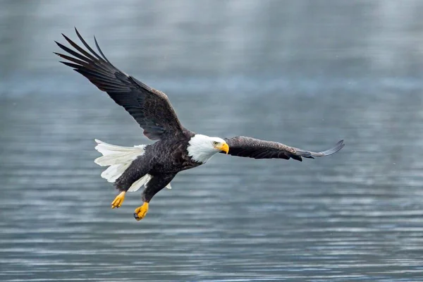 Majestic Bald Eagle Flying Low Sky Winter North Idaho — Stock Photo, Image
