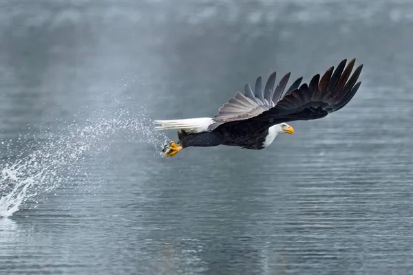 Uma Majestosa Águia Careca Pega Peixe Lago Durante Inverno Alimentando — Fotografia de Stock